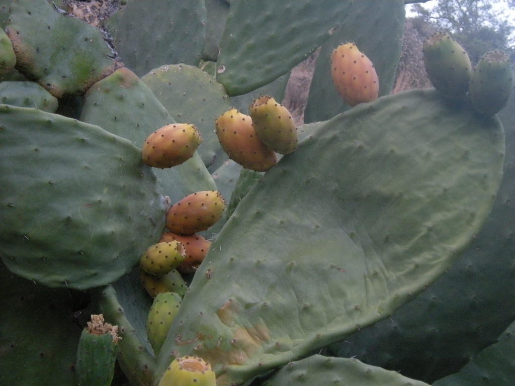 Sykopetra Lasmari'S Bouquet מראה חיצוני תמונה