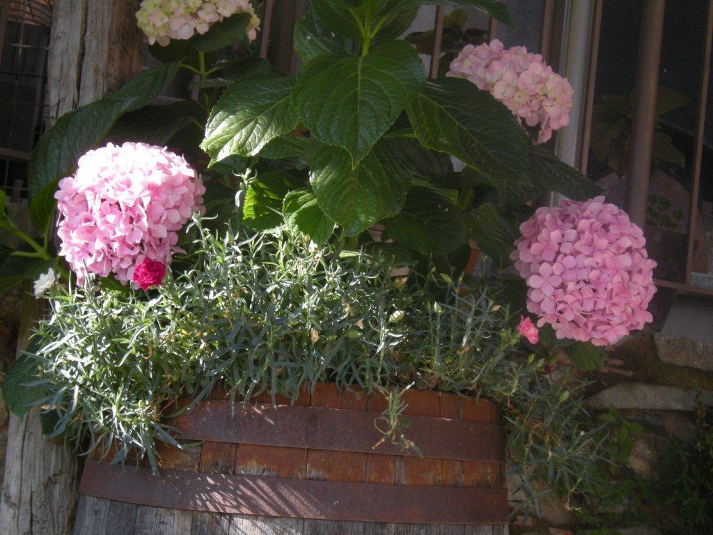 Sykopetra Lasmari'S Bouquet מראה חיצוני תמונה