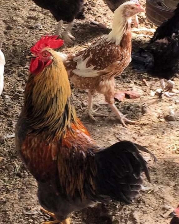 Sykopetra Lasmari'S Bouquet מראה חיצוני תמונה